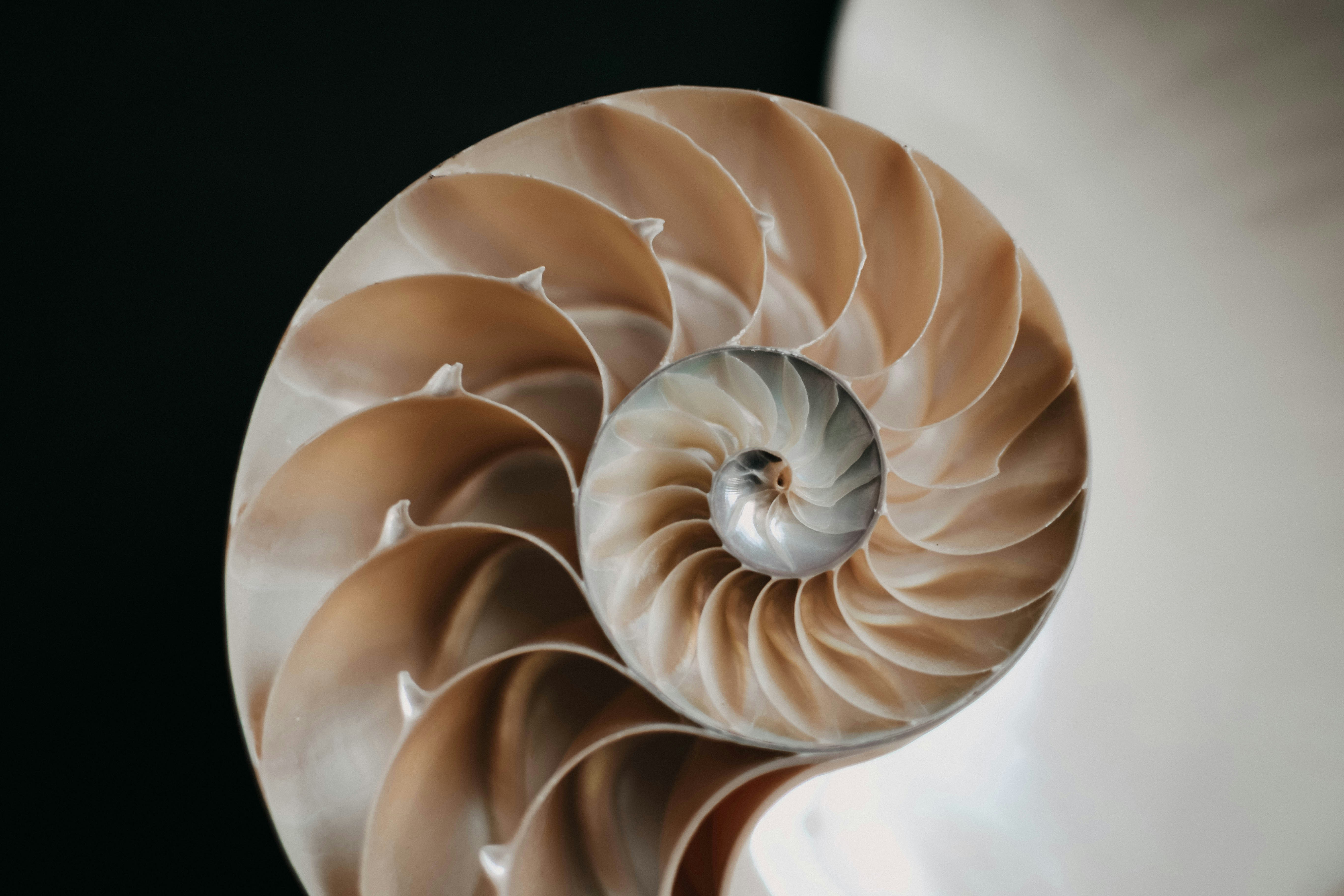 Chambered Nautilus